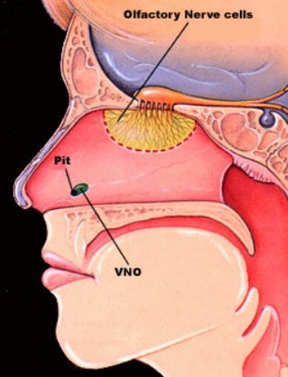 organo di jacobson uomo
