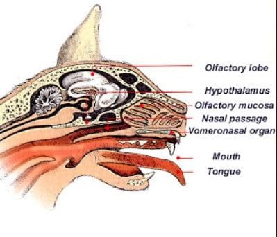 organo vomeronasale gatto