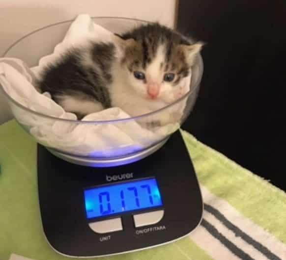 pesare un gattino abbandonato