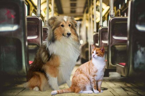 Gatti e cani in treno norme su Trenitalia e Italo