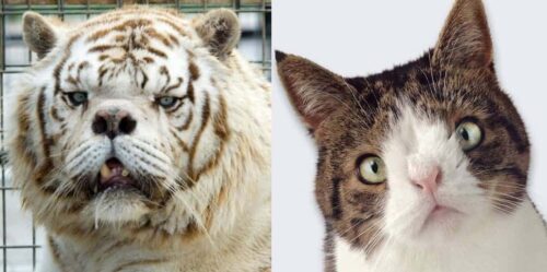 Gatto Down e tigre down chiarezza sugli animali con la sindrome di Down