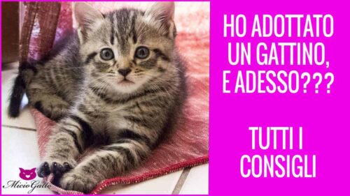 voglio gattino veterinario fasi vita gatto salute