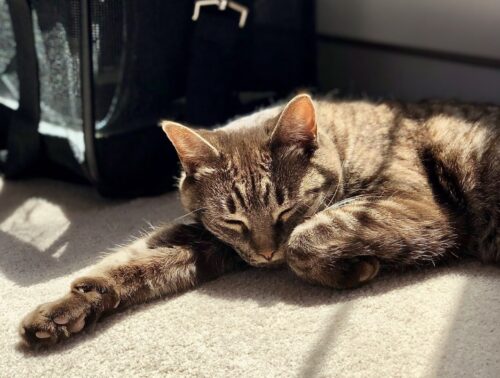 come metter il gatto nel trasportino