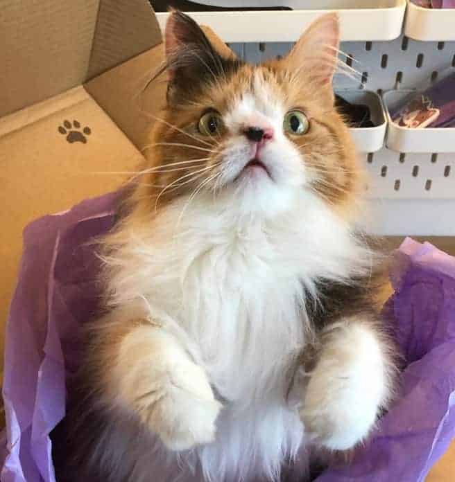 Molly gatto sindrome down