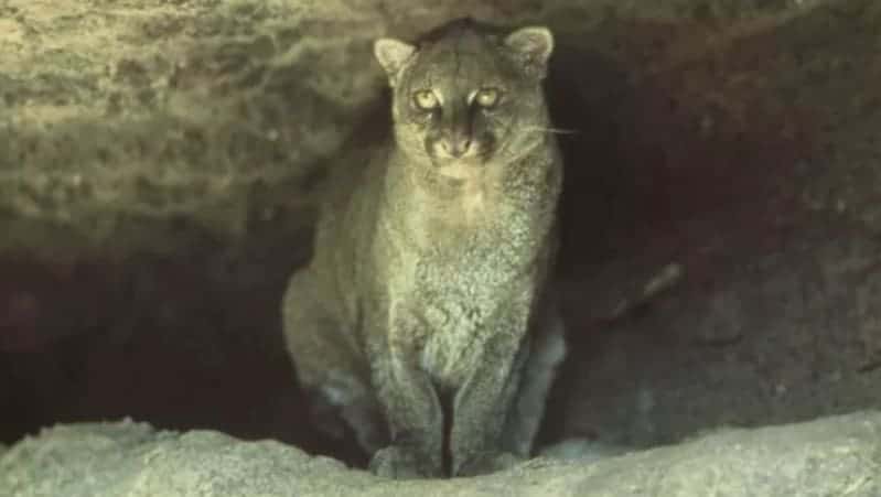 puma yaguarondi foto