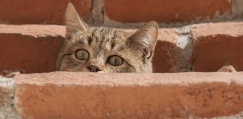 Gatto spaventato, comportamento come calmarlo