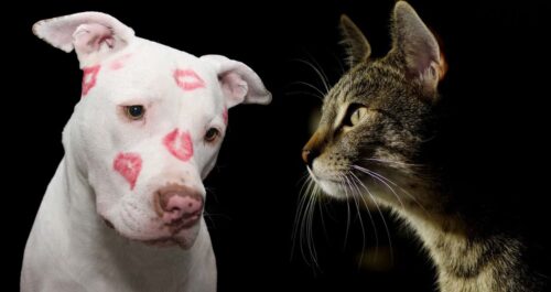 PitBull e gatti carattere e caratteristiche del Pit Bull