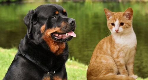 Rottweiler e gatti come gestire la convivenza