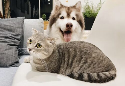 cane o gatto come scegliere