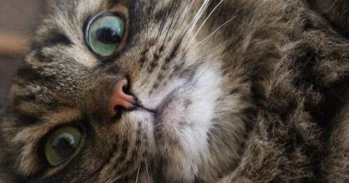 gatto morto facebook instagram libro