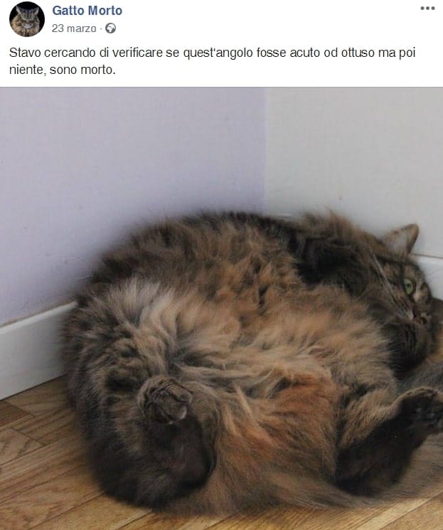 Gatto morto Facebook