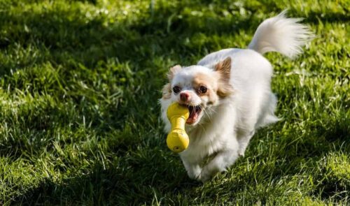 giochi da fare con il cane