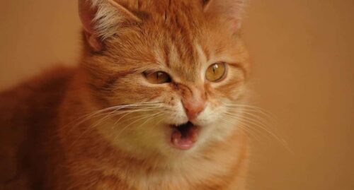 Asma felina sintomi, terapia e cure