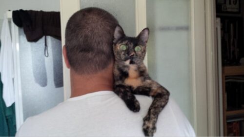 Nikita gattina salvata dall'amore dalla crudeltà umana