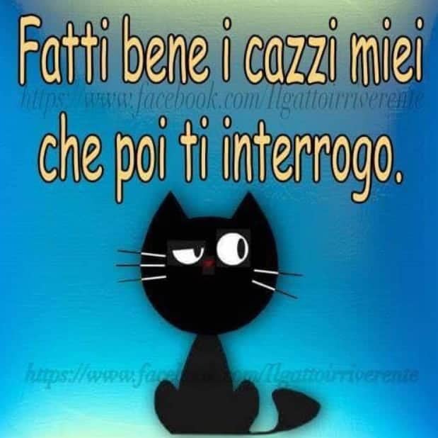 frasi gatto irriverente