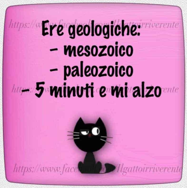 il gatto irriverente