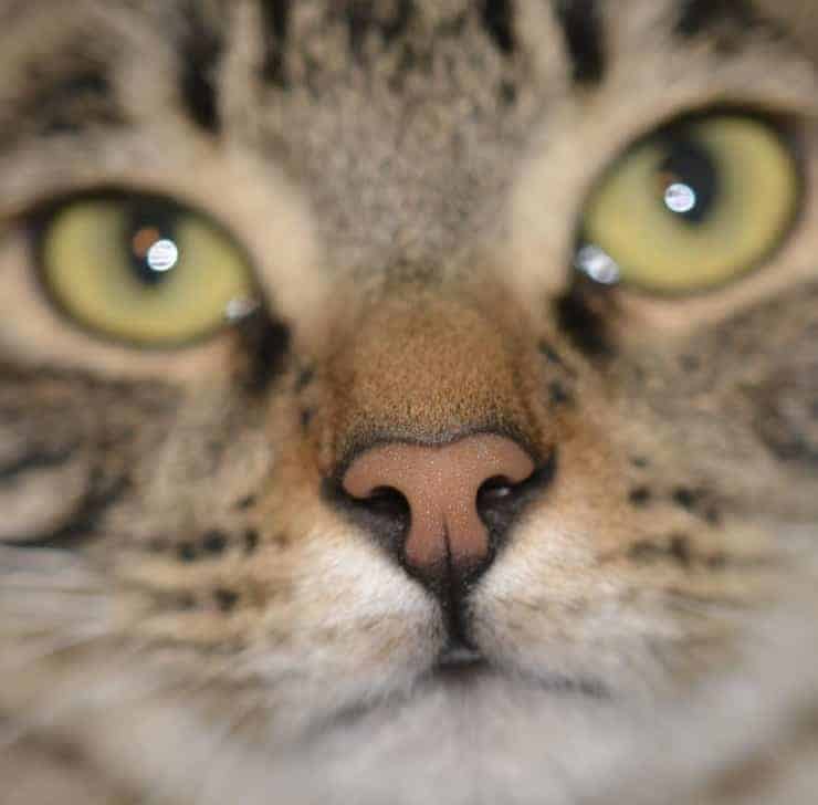 Muso di gatto Pulciosetto