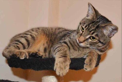 pulciosetto gatto senza coda