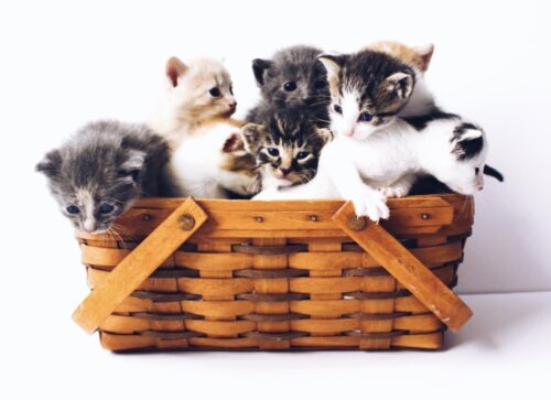 come scegliere un cucciolo di gatto