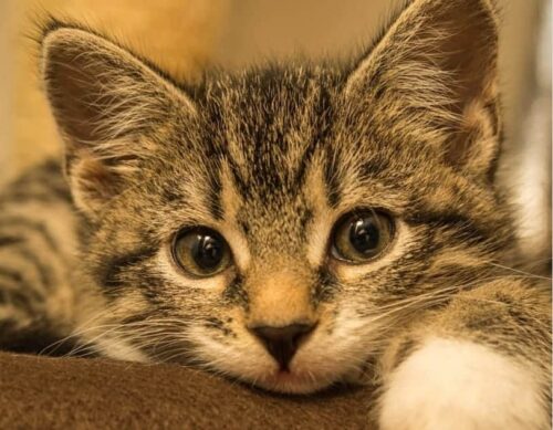 Ascaridi gatto cura terapia rimedi naturali