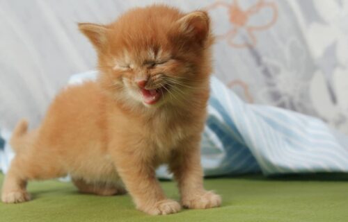 Coccidi gatto coccidiosi terapia sintomi contagio