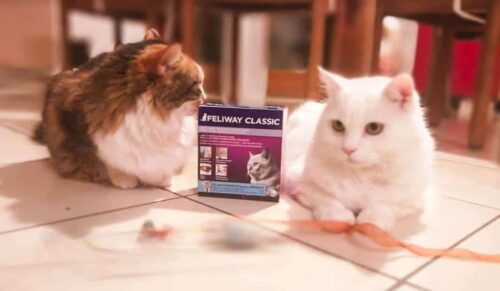 Feliway funziona che cos e