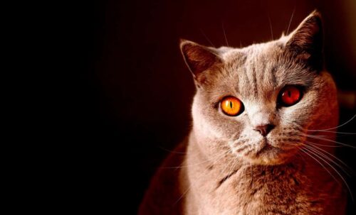 Fermenti lattici per gatto probiotici per gatti