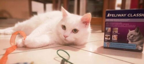 Feliway classic