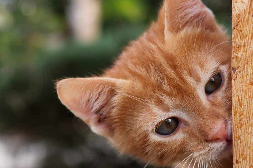 foto muso gatto rosso