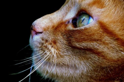 gatto arancione razza carattere maschio femmina nomi foto