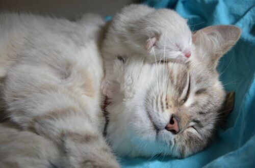 i gatti sognano il gatto dorme