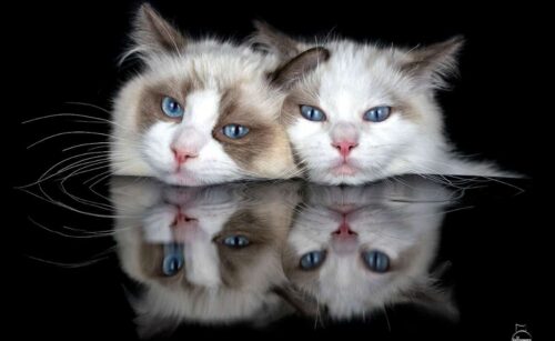 reflex cat claudia rocchini fotografare gatti