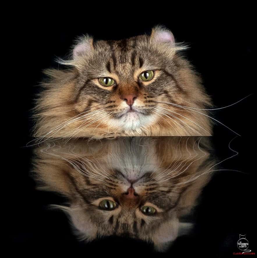 reflex cat claudia rocchini