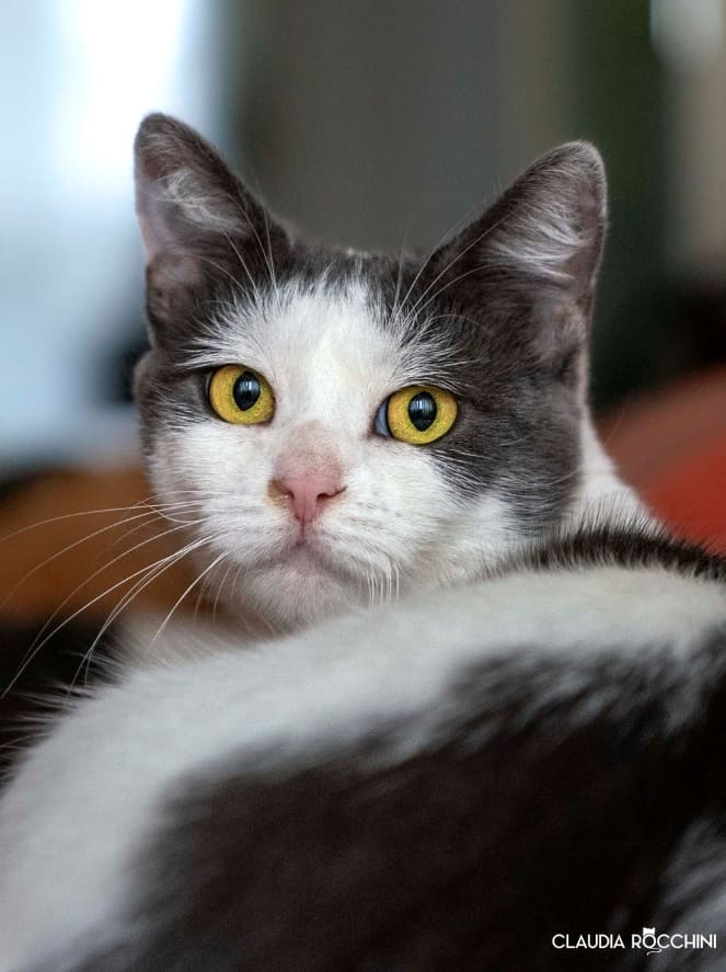 Tabata Claudia Rocchini