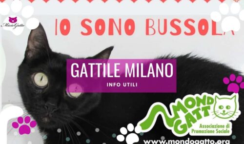 Gattile Milano Mondo Gatto e Parco Rifugio