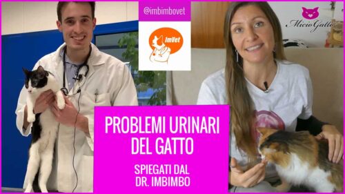 fludt gatto problemi alle basse vie urinarie imbimbo