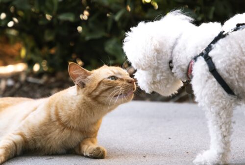 convivenza cane e gatto