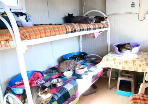 gattile mondo gatto milano