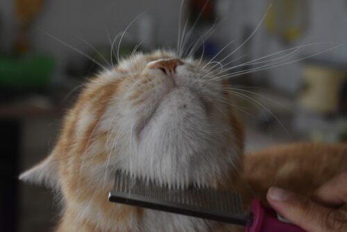 toelettatura del gatto