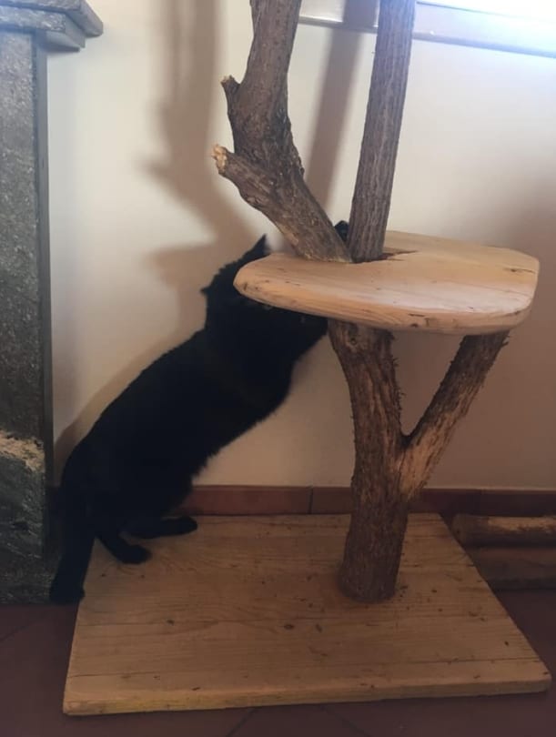 albero tiragraffi fai da te