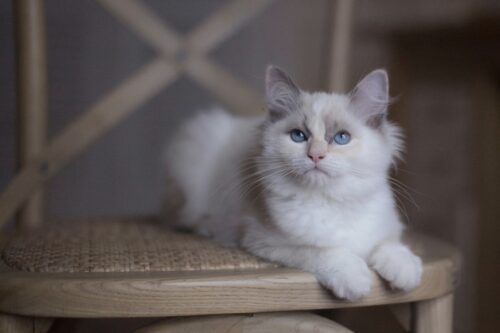 gatto in casa si annoia