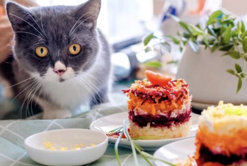 miglior alimentazione per gatti