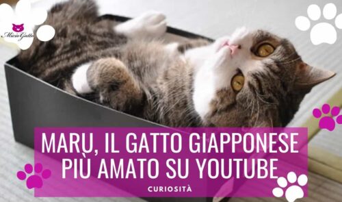 maru gatto giapponese mugumogu cat