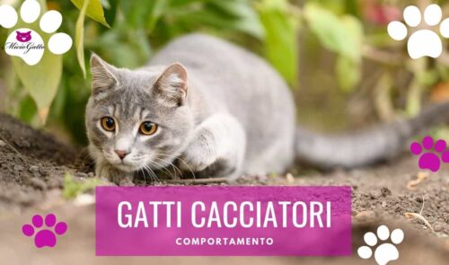 gatti cacciatori preda gatto lucertole topi uccellini