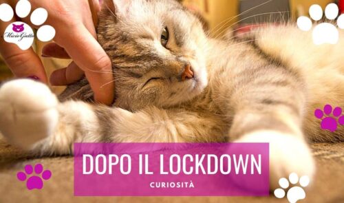 gatti dopo il lockdown covid coronavirus