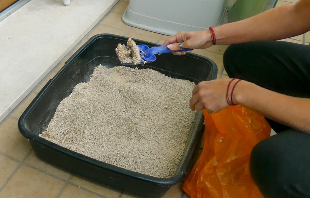 lettiera biodegradabile in orzo petgnam