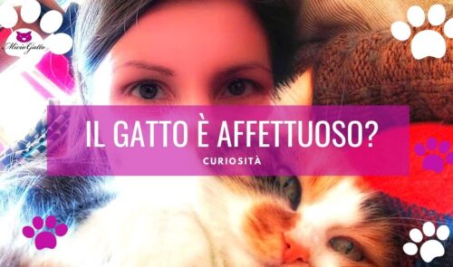 gatto affettuoso gatto coccolone