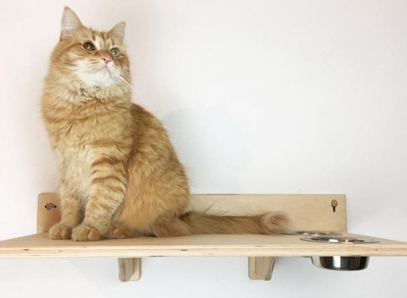 mensola ciotola gatto