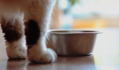 migliore ciotola gatto