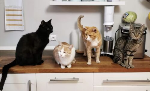 Nutrire il gatto nelle varie fasi della sua vita